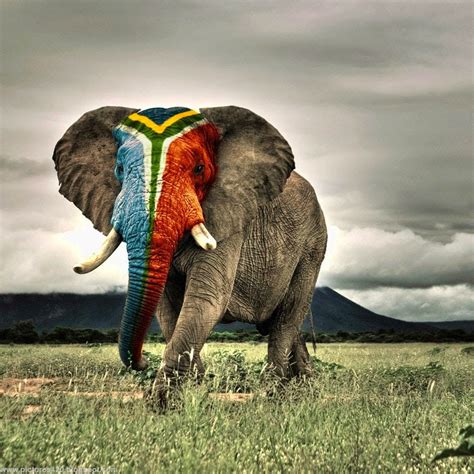 🔥 [80+] African Elephant Wallpapers | WallpaperSafari