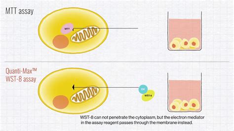 Biomax] Quanti-MAX™ WST-8 Cell Viability Assay Kit –, 40% OFF