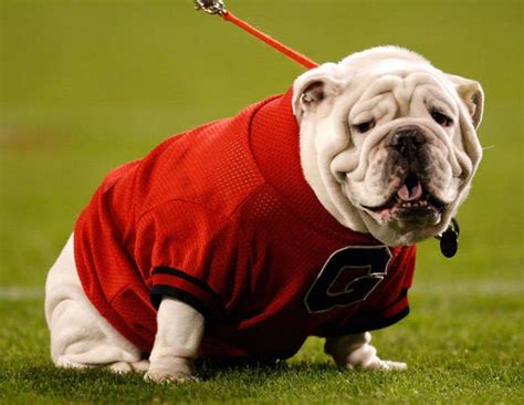 Crazy College Mascots | Bulldog, Georgia bulldogs, Mascot