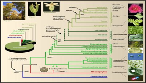 A Debate with an Atheist: The Story of Creation (14) – Plants Evolution, Plants Kingdom, Wheat ...