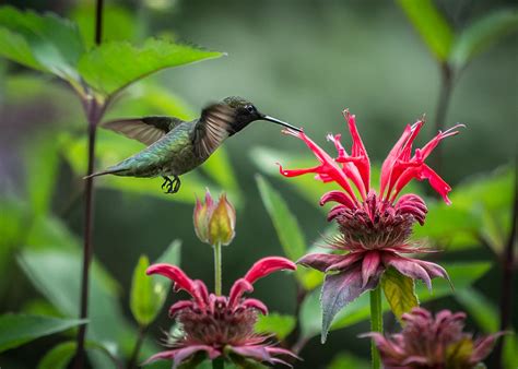 Hummingbird Habitat Archives - Flamingo Gardens