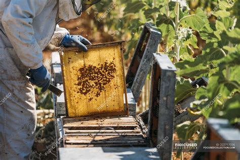 Beekeeper collecting honey from honeycomb in hive — protective wear, insects - Stock Photo ...