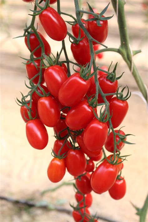 Plum Tomato Seeds International | Meridiem Seeds