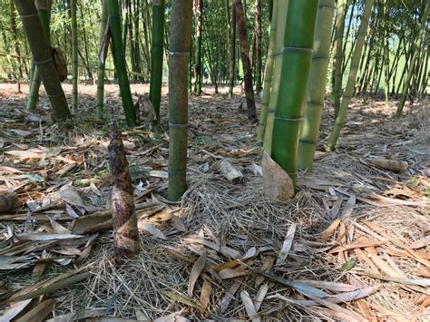 Daphne's Farm - Bamboo Farming USA