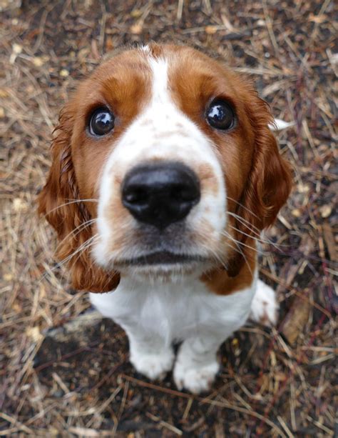 47 best Welsh Springer Spaniel images on Pinterest | Dog breeds ...