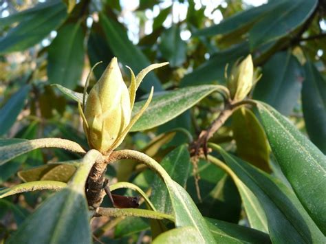 Rhododendron maximum – Jenkins Arboretum & Gardens