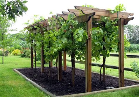 How to Make Wine In Your Backyard | Winemaking Beginners | Backyard ...