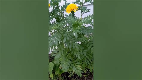 Tall Marigolds for fall blooms (approx, 3-4 feet) - YouTube