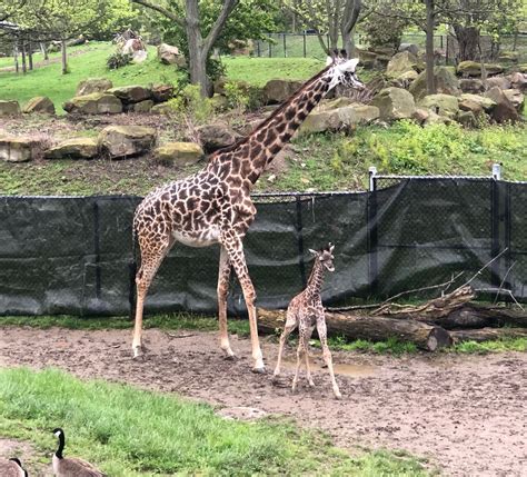 Cleveland Metroparks Zoo considers reopening drive-thru style ...