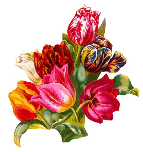 Antique Images: Botanical Artwork Tulip Flower Digital Illustration Clip Art Antique Seed Catalog