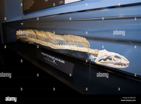 Skeleton of a green moray eel displayed in the North Carolina Aquarium at Fort Fisher Stock ...