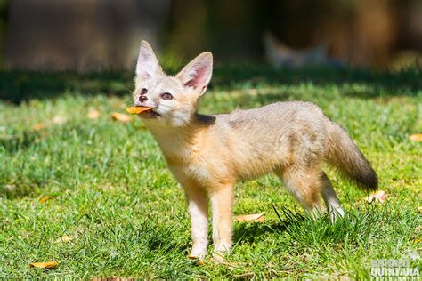 This baby fox playing with a leaf is your dose of cute for the day ...