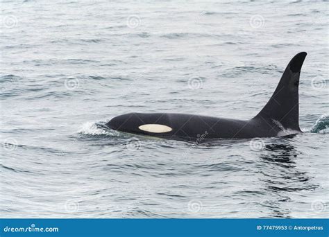 Big killer whale stock image. Image of breach, animal - 77475953