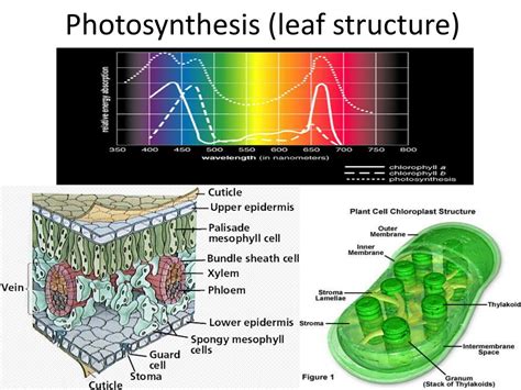 PPT - Photosynthesis (leaf structure) PowerPoint Presentation, free ...