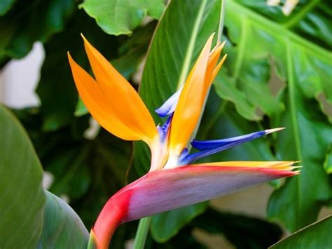 40 Best Tropical Flowers You Should Know with Pictures | Florgeous ...