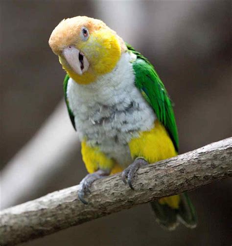 Bird In Everything: Caique Bird