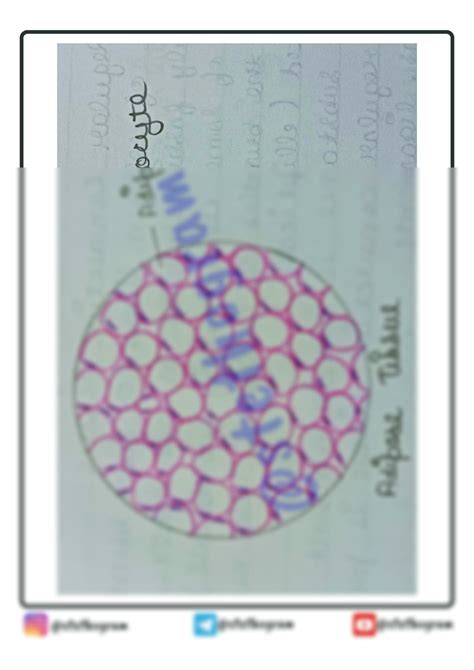 SOLUTION: Adipose tissue histology diagram - Studypool