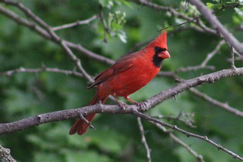 Exploring the Western NY Wilds: Defaulting to climate change – science ...