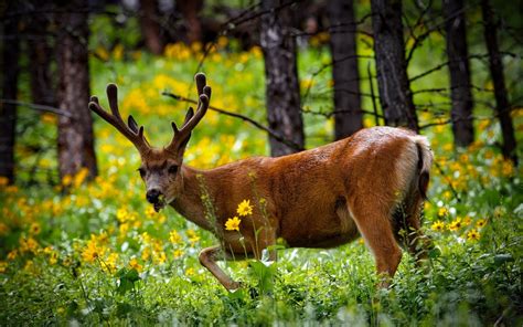 Deer in forest, summer, grass, flowers, Yellowstone National Park, USA wallpaper | animals ...