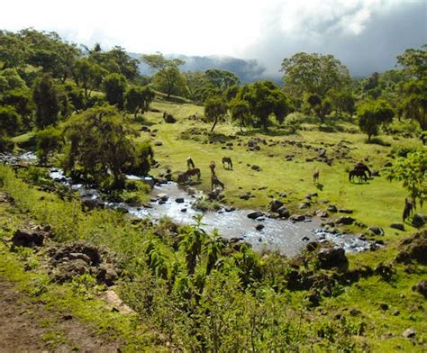 Trekking in the Bale Mountains | Brilliant Ethiopia