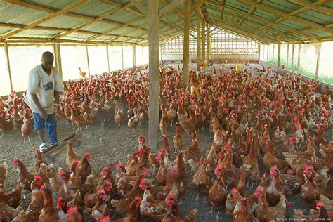 How to Start Lucrative Poultry Farming in Nigeria (Best Guide)