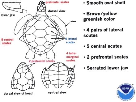 Sea Turtle Shell Anatomy