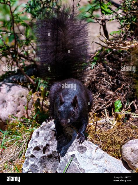 Black Squirrel stand on a rock with forest background foraging for food ...