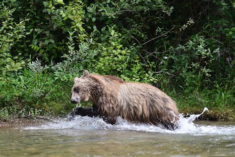 Wandering griz clears popular Glacier National Park Trail | Hungry Horse News