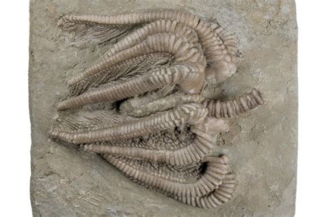 2.4" Fossil Crinoid (Agaricocrinus) With Starfish - Crawfordsville (#216138) For Sale ...