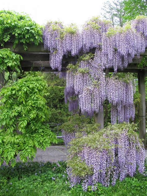 Wisteria Garden en el Jardín Botánico de Longwood