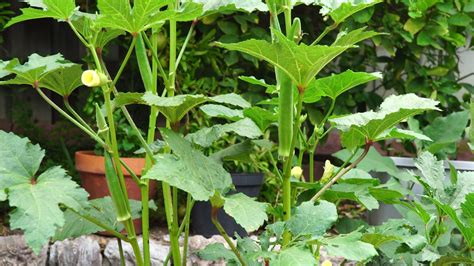 California Gardening: How to grow Okra in Containers – Growing Nombo Giant Okra variety