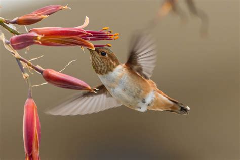 Florida Native Flowers For Hummingbirds : Best Flowers To Attract ...