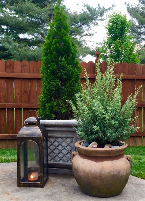 Potted texas sage and emerald green arborvitae More Diy Garden, Unique ...