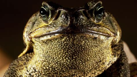 Poisonous toads popping up in Southwest Florida