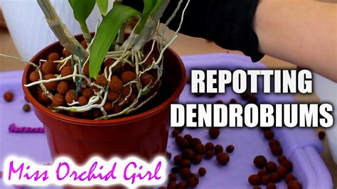 MissOrchidGirl - Repotting outdoor Dendrobium Orchids + Cutting old canes