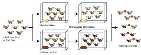 What Does Allopatric Speciation Require | Biology Dictionary