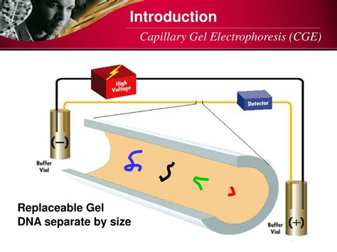 PPT - Capillary Gel Electrophoresis (CGE) PowerPoint Presentation, free ...