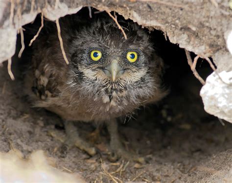 Burrowing Owl | Audubon Field Guide