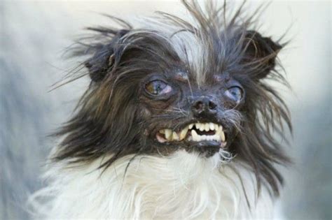 Peanut Crowned The 'World's Ugliest Dog' for 2014