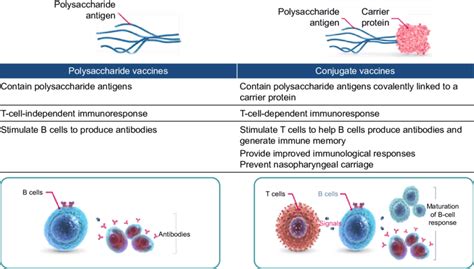 Immunogenic effects of pneumococcal vaccines. Notes: Pneumococcal... | Download Scientific Diagram