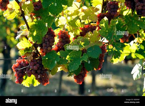 France, Haut Rhin, Alsace Wine Road, Eguisheim vineyard Stock Photo - Alamy