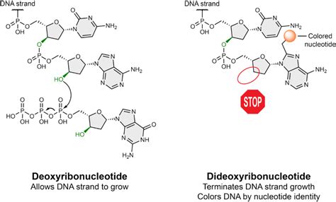 Sanger Sequencing: Reading our DNA – NC DNA Day Blog