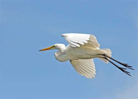 Great Egret in flight Florida birding tips | Must Do Visitor Guides