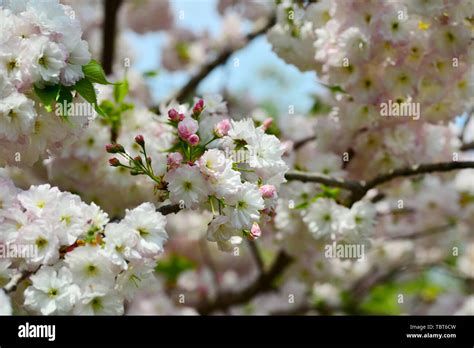 Japanese cherry blossoms Kyushu cherry blossoms Stock Photo - Alamy