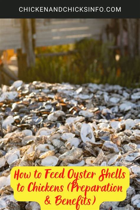 How to Feed Oyster Shells to Chickens (Preparation & Benefits) - Chicken & Chicks Info