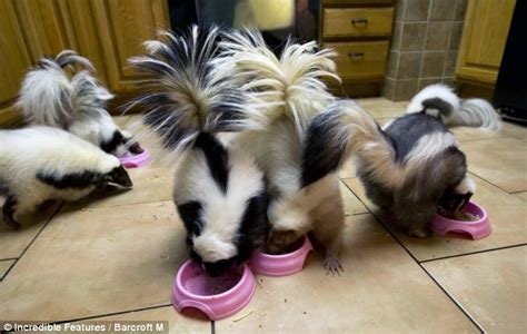 Skunks as pets - All the Creatures