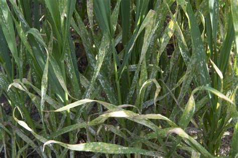 Wheat disease ratings vital tool in WA despite the dry - Grain Central