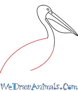 How to Draw a Pelican