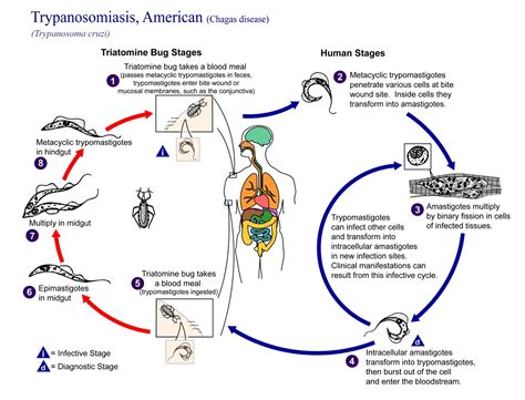 Stronger treatments could cure Chagas disease