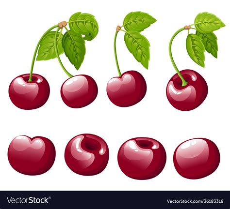 Cherry berry collection with green Royalty Free Vector Image